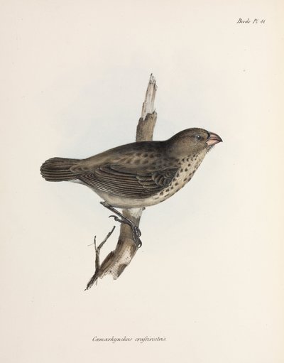 Vejetaryen Finch, Galapagos Adaları, c 1832-1836 by Unbekannt