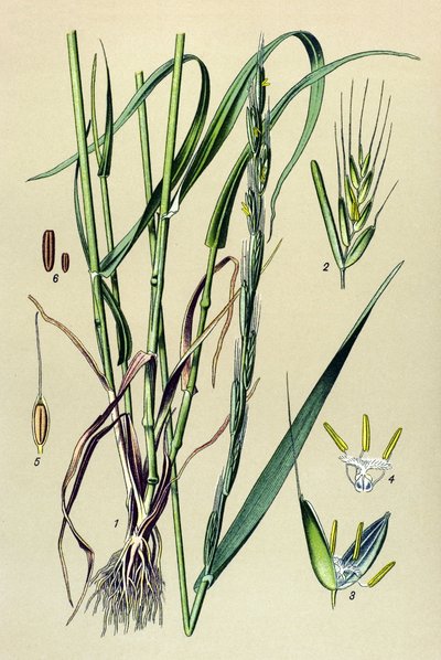 Zehirli bitki (zehirli): sarhoş edici saman (Lolium temulentum) by Unbekannter Künstler