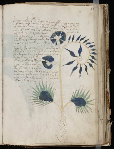 Voynich El Yazması folio 56r, c.1500 (parşömen üzerine mürekkep) by Unbekannt
