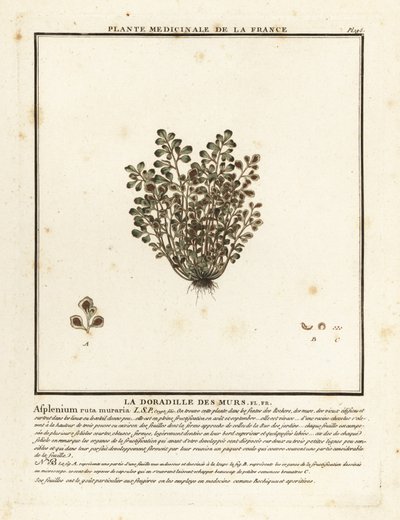 Duvar rue, Asplenium rue-muraria. by Unbekannter Künstler