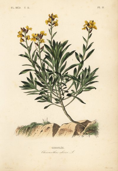 Duvar çiçeği, Erysimum cheiri, Cheiranthus cheiri, Giroflee by Unbekannt