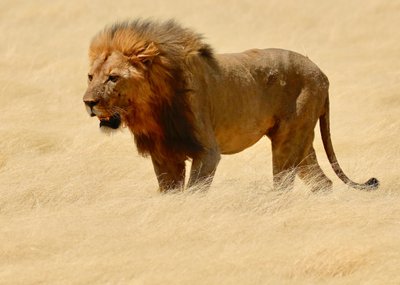 Savaşçı, Etosha, 2018 (fotoğraf) by Unbekannter Künstler