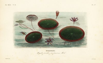 Su kalkanı, Brasenia schreberi, Hydropeltis purpurea, Hydropeltis by Unbekannt