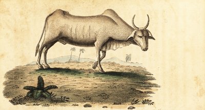 Manda, Bubalus bubalus.,1800 (gravür) by Unbekannter Künstler
