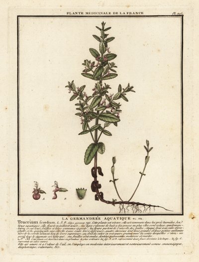 Su alman, Teucrium scordium. by Unbekannter Künstler