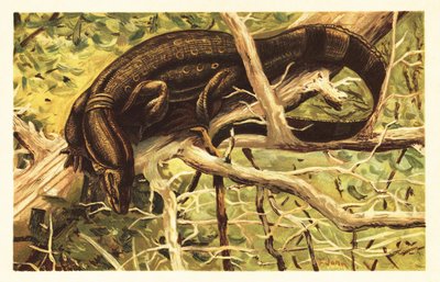 Su izleme kertenkelesi, Varanus kurtarıcı. 1908 (litografi) by Unbekannter Künstler