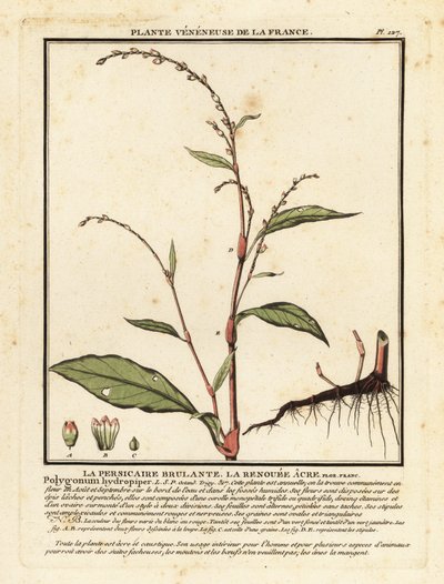 Su biberi, Persicaria hidropiper. by Unbekannter Künstler