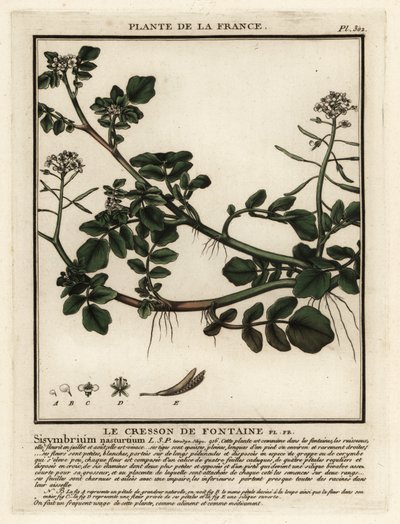 Su teresi, Nasturtium officinale. by Unbekannter Künstler
