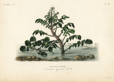 Su teresi veya sarı tere, Nasturtium officinale, Cresson de fontaine by Unbekannt