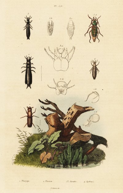 Weevil ve zemin böcekleri. by Unbekannter Künstler