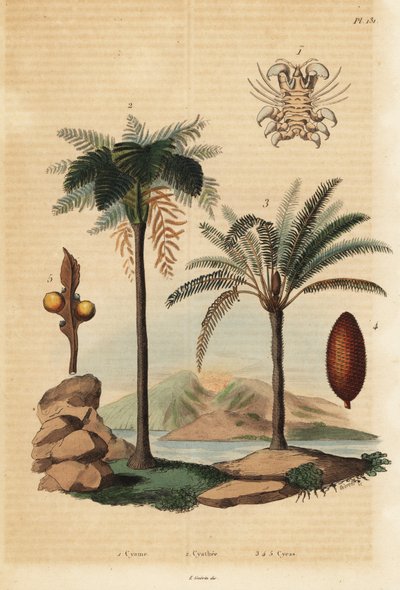 Balina biti, Cyamus ovalis 1, Batı Hint ağaç eğreltiotu, Cyathea arborea 2 ve Japon sago palmiyesi, Cycas revoluta 3-5 by Unbekannt