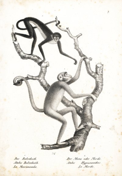 Beyaz karınlı örümcek maymunu, Ateles belzebuth (nesli tehlike altında) ve kuzey muriqui, Brachyteles hypoxanthus (Ateles hypoxanthus), nesli kritik derecede tehlike altında. Heinrich Rudolf Schinz