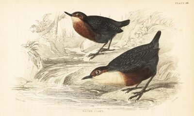 Beyaz boğazlı kepçe veya su ouzel, Cinclus cinclus.1889 (gravür) by Unbekannter Künstler