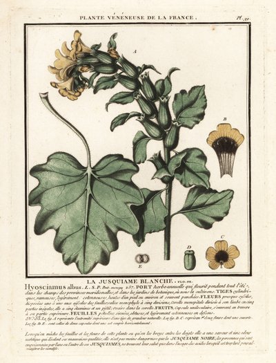 Beyaz ban, Hyoscyamus albus. by Unbekannter Künstler
