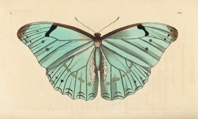 Beyaz biçim, Morpho laertes by Unbekannt