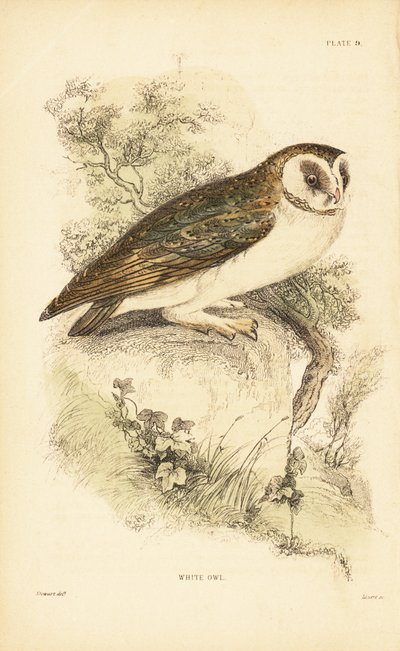 Beyaz baykuş veya peçeli baykuş, Tyto alba, bir kayanın üzerine tünemiş. 1889 (gravür) by Unbekannter Künstler