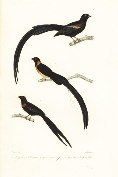 Whydah kuşları ve dul kuşu. by Unbekannter Künstler