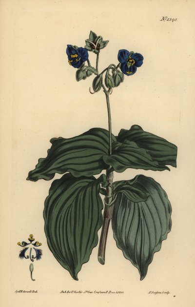 Dul kadının gözyaşları, Tinantia erecta by Unbekannt