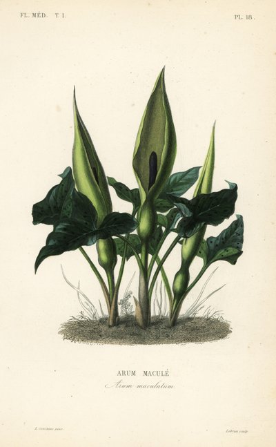Vahşi arum, lordlar ve bayanlar veya minberde jack, Arum maculatum, Arum macule by Unbekannt