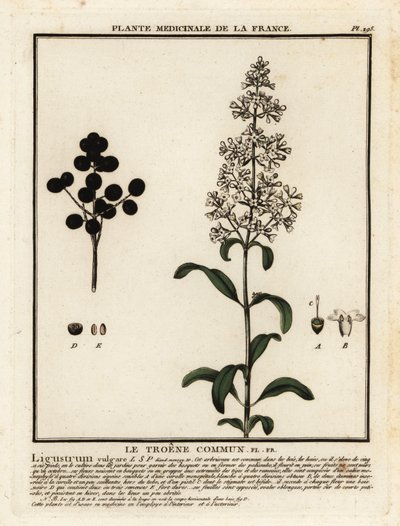 Vahşi yoksunluk, Ligustrum vulgare. by Unbekannter Künstler