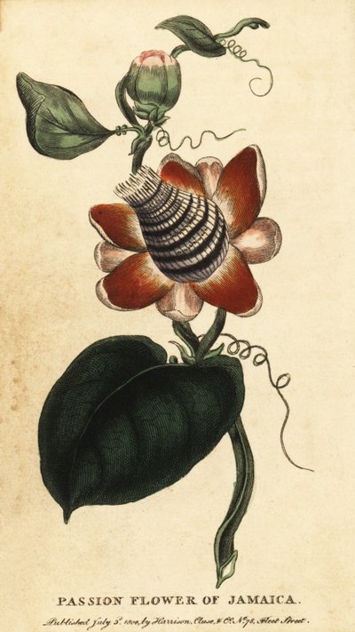 Kanatlı çarkıfelek çiçeği, Passiflora elata.,1800 (gravür) by Unbekannter Künstler