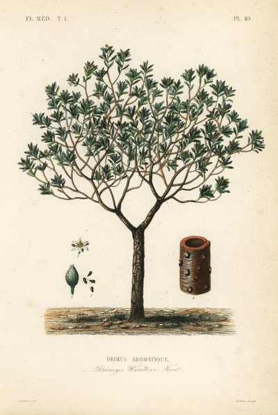 Kış kabuğu veya canelo, Drimys winteri, Drimys aromatique by Unbekannt