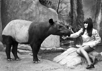 Tapir besleyen kadın, Belle Vue Hayvanat Bahçesi, Manchester, Nisan 1970 by Unbekannt