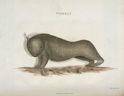 Wombat, Avustralya, c 1798 by Unbekannt