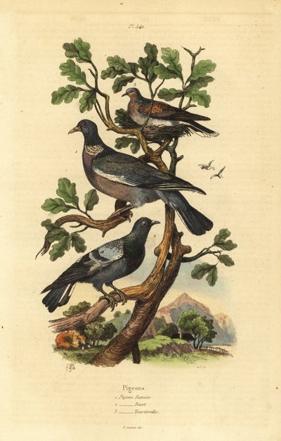 Tahta güvercini, Columba palumbus, adi güvercin, Columba livia ve kumru, Streptopelia risoria by Unbekannt