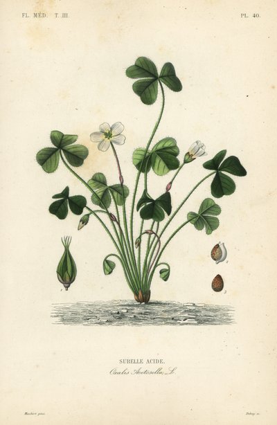 Ahşap kuzukulağı, Oxalis acetosella, Surelle asit by Unbekannt