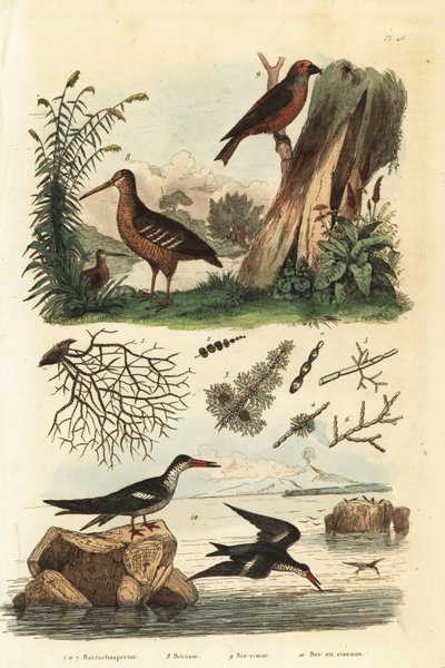 Woodcock, Scolopax rusticola, kırmızı çapraz fatura, Loxia curvirostra ve siyah skimmer, Rynchops niger Becasse, bec-croise, ve bec en ciseaux by Unbekannt