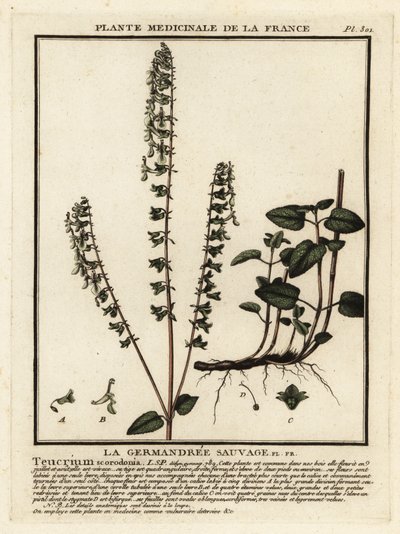 Ormanlık alman, Teucrium scorodonia. by Unbekannter Künstler