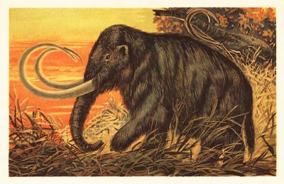 Yünlü mamut, Mammuthus primigenius.1908 (litografi) by Unbekannter Künstler