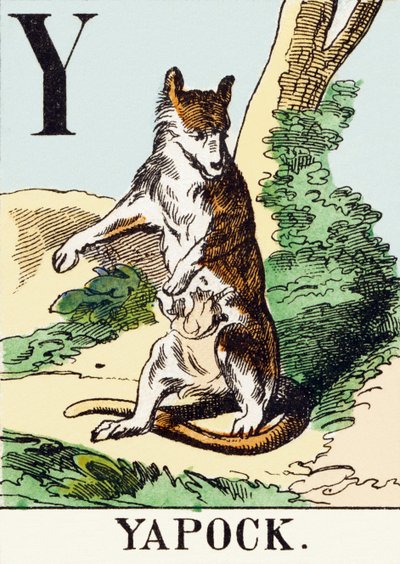 Y : Yapock - Avcılık Alfabesi, c.1890 (gravür) by Unbekannt