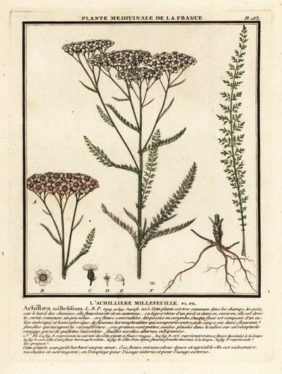 Civanperçemi, Achillea millefolium. by Unbekannter Künstler