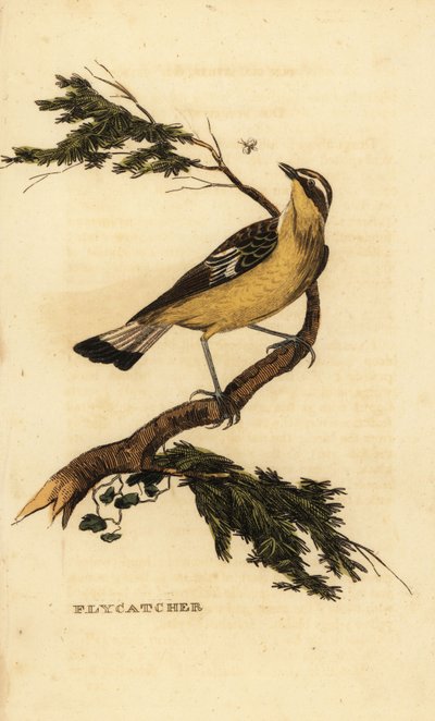 Sarı sırtlı sinekkapan, Ficedula zanthopygia. 1815 (gravür) by Unbekannter Künstler