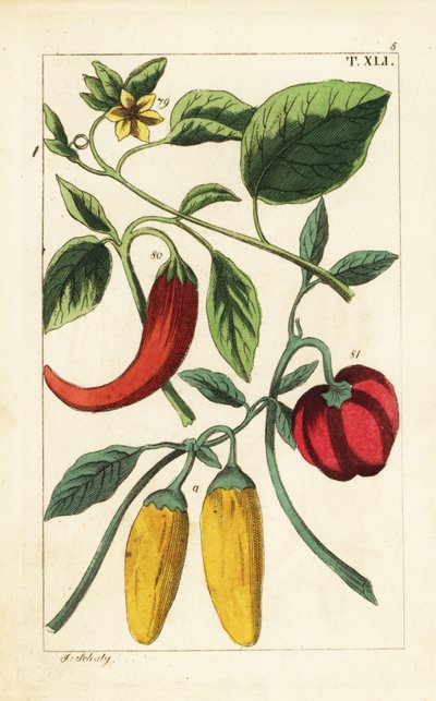 Sarı ve kırmızı dolmalık biber, Capsicum annuum. by Unbekannter Künstler