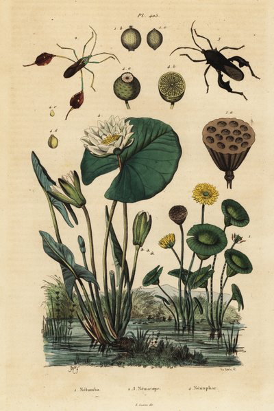 Sarı lotus, Nelumbo lutea 1, yaprak ayaklı böcekler, Anisoscelis foliaceus 2 ve Anoplocnemis curvipes 3 ve beyaz nilüfer, Nymphaea alba 4 by Unbekannt