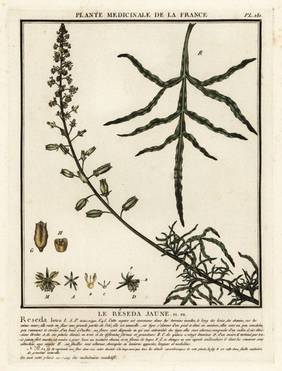Sarı mignonette, Reseda lutea. by Unbekannter Künstler