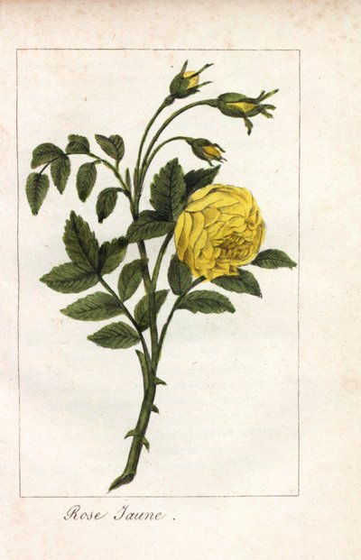 Sarı pembe, sarı pembe, Rosa lutea. Bayan Prudhomme