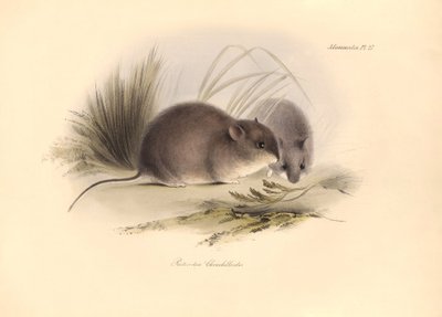 Zooloji: Charles Darwin