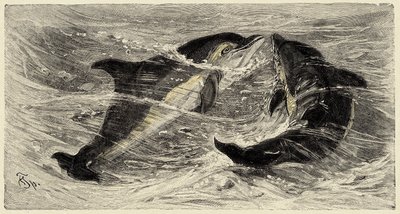 Zooloji: yunuslar (delphinus delphis) Carlo Vogt ve Federico Specht tarafından "Natural history illustree: mammals" 1884