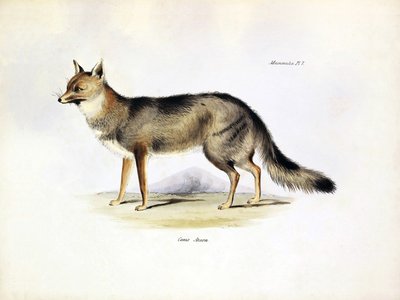  by Unbekannter Künstler