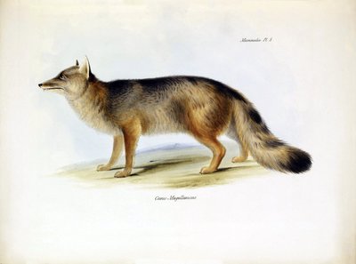 Zooloji: Charles Darwin