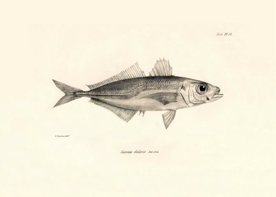 Zooloji: Charles Darwin