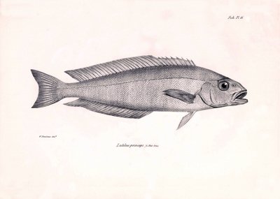 Zooloji: Charles Darwin
