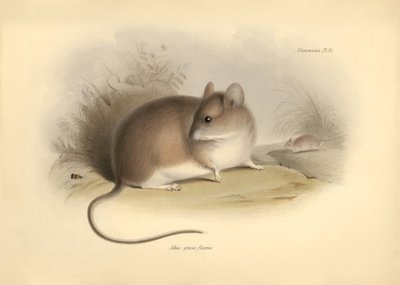  by Unbekannter Künstler