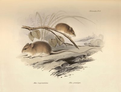  by Unbekannter Künstler
