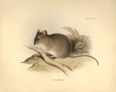 Zooloji: Charles Darwin tarafından Beagle gemisindeki keşif yolculuğu sırasında tanımlanan "Mus xanthopygus" veya xanthopygus faresi. "Kaptan Fitzroy komutasındaki H.M.S. Beagle