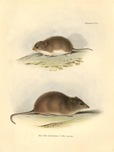 Zooloji: Charles Darwin